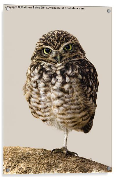 Little Owl (Athene Noctua) Acrylic by Matthew Bates