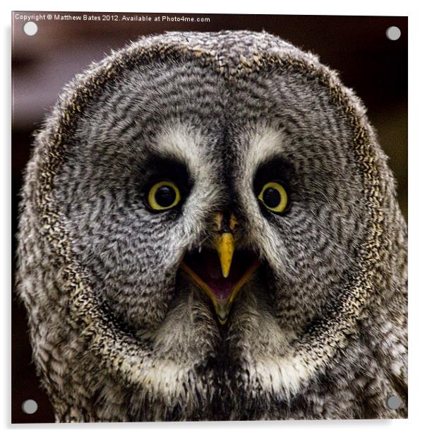 Great Grey Owl Acrylic by Matthew Bates