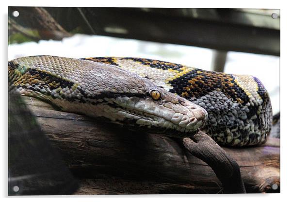 Reticulated Python Acrylic by Matthew Bates