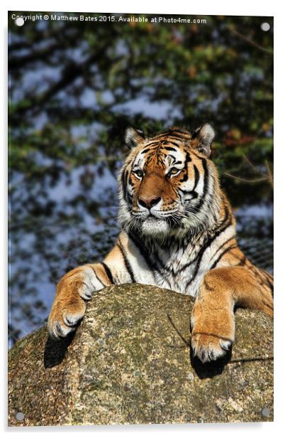 Regal Tiger Acrylic by Matthew Bates