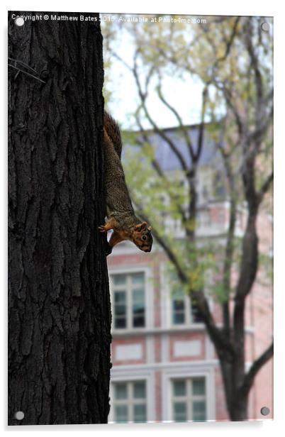  Secret Squirrel Acrylic by Matthew Bates