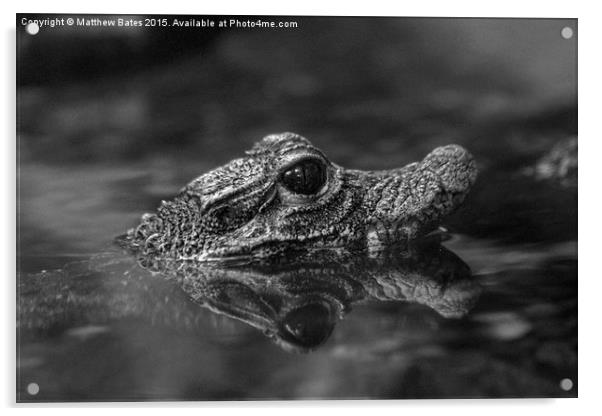  Dwarf Crocodile Acrylic by Matthew Bates