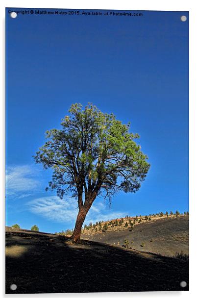 Sunset Crater Volcano tree Acrylic by Matthew Bates