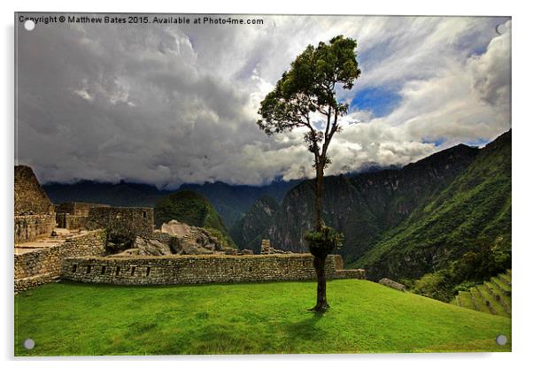 Machu Picchu tree Acrylic by Matthew Bates