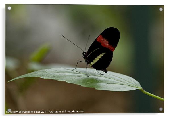 Butterfly Acrylic by Matthew Bates