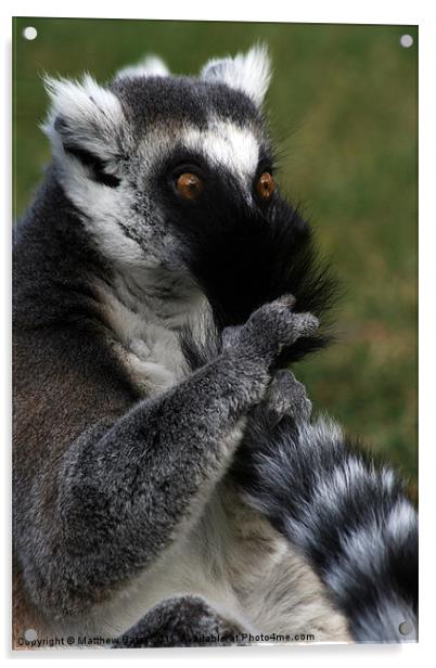 Naughty Lemur Acrylic by Matthew Bates