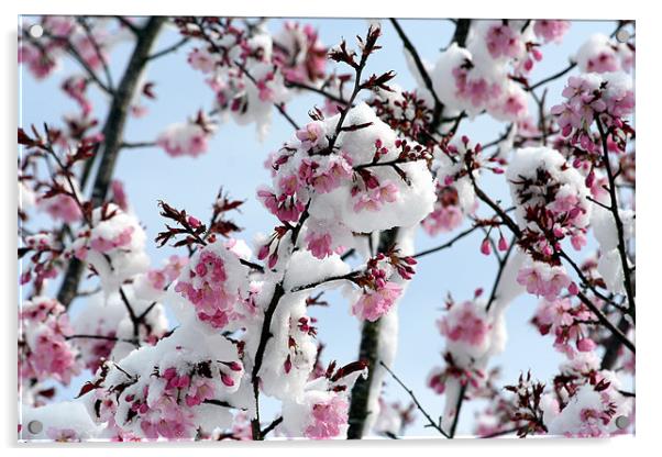 Winter Blossom Acrylic by Matthew Bates