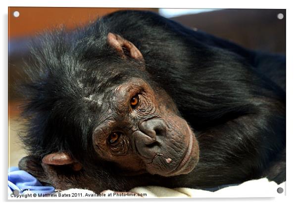 Chimpanzee Stare Acrylic by Matthew Bates