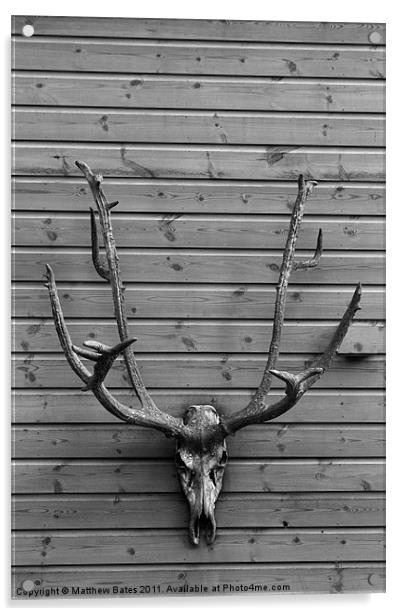 Deer Skull Acrylic by Matthew Bates