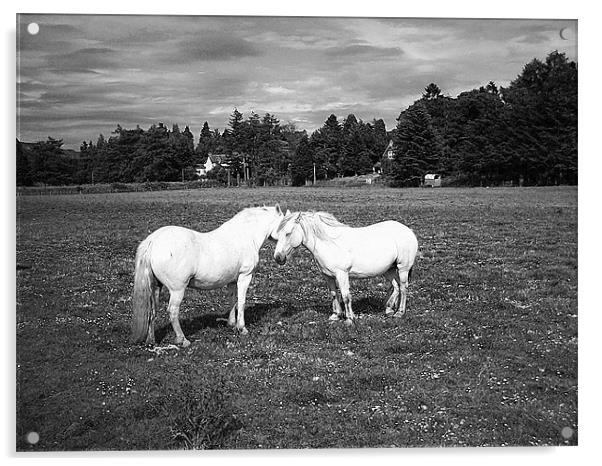 pony love Acrylic by Ann Callaghan