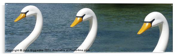 Swan,Two,Three Acrylic by John Biggadike
