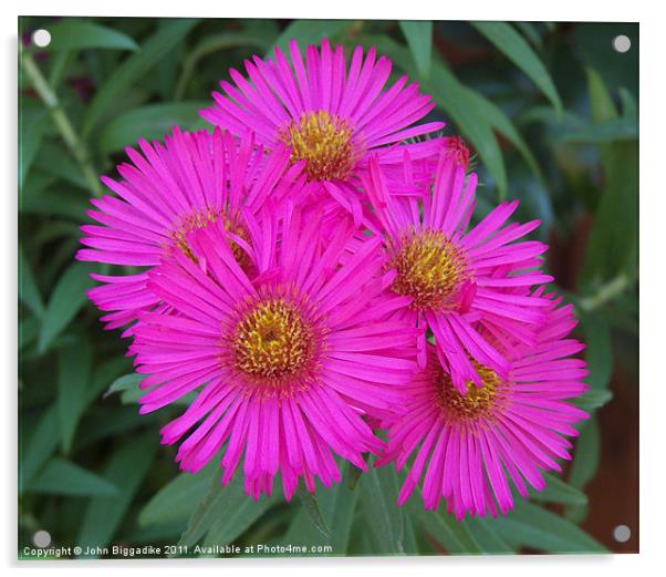 Asters Acrylic by John Biggadike