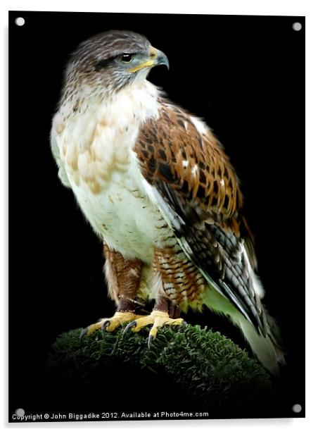 Ferruginous Hawk Acrylic by John Biggadike