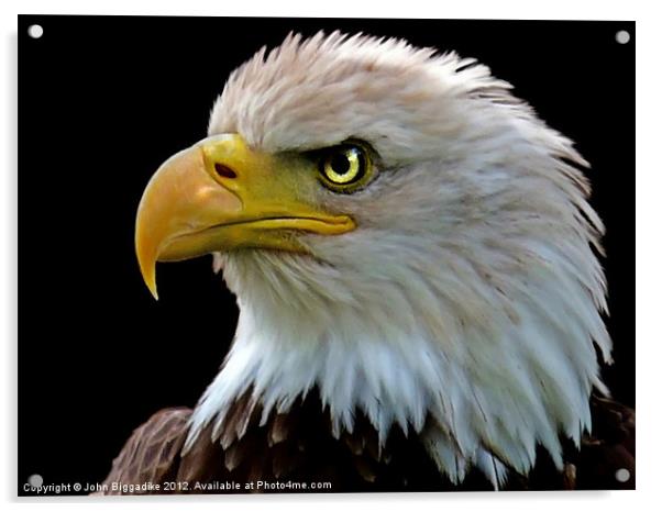 American Bald Eagle Acrylic by John Biggadike