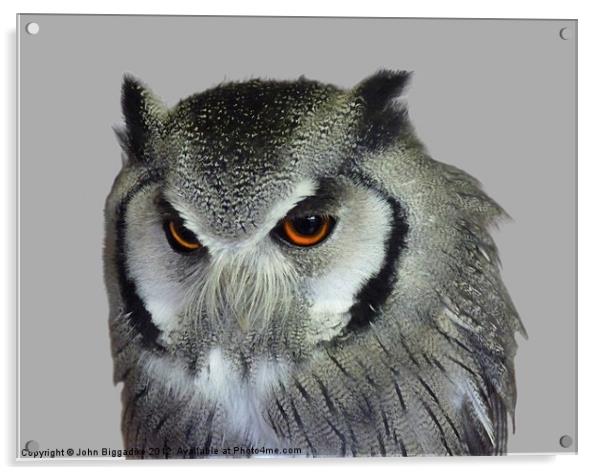 Southern white-faced owl Acrylic by John Biggadike