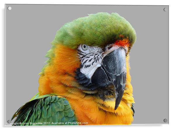 Hybrid Macaw Acrylic by John Biggadike