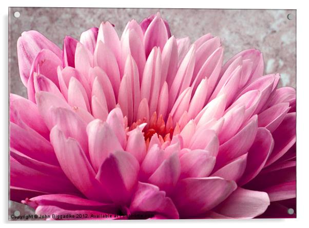 Pink Chrysanthemum Acrylic by John Biggadike