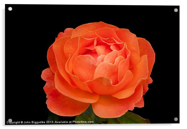 Orange Rose Acrylic by John Biggadike