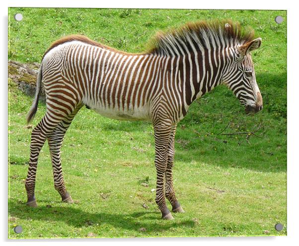 Baby Zebra Acrylic by John Biggadike