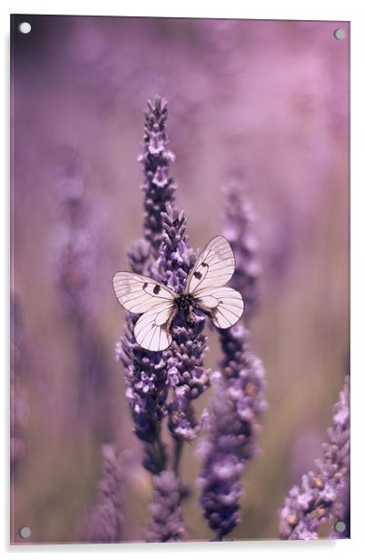 Butterfly on Lavender Acrylic by Vikki Davies