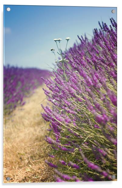 Lavender Field in Summer Acrylic by Vikki Davies