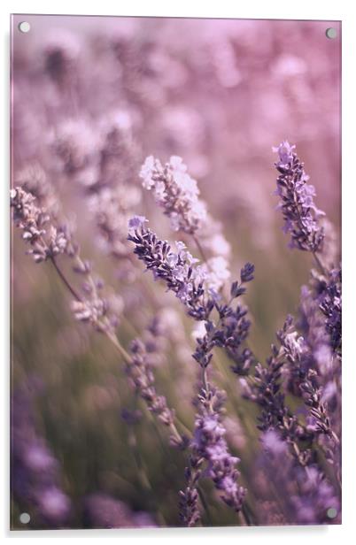 English Lavender Fields Acrylic by Vikki Davies