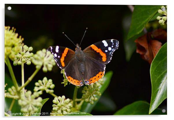 The Red Admiral Acrylic by Jules Camfield