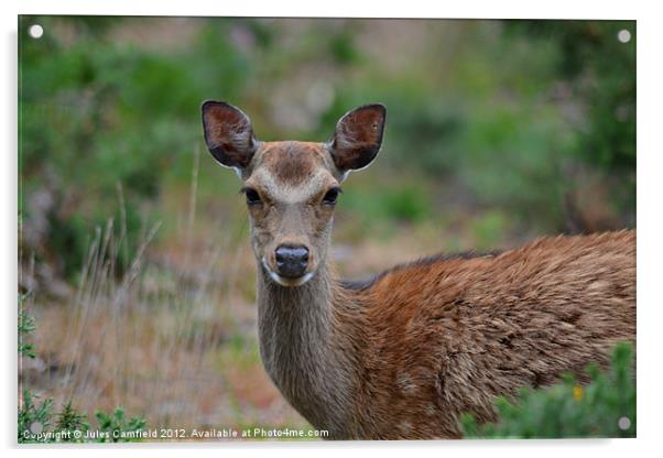 Oh Deer! Acrylic by Jules Camfield