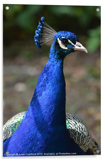 Peacock Acrylic by Jules Camfield