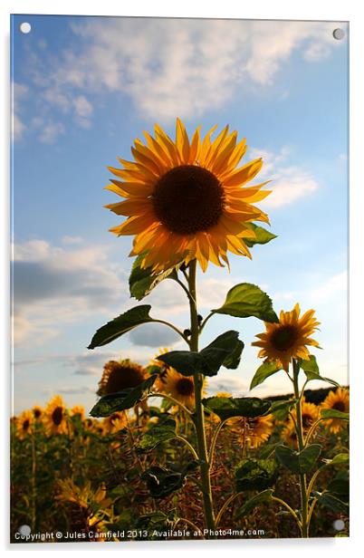 Sunflower Acrylic by Jules Camfield