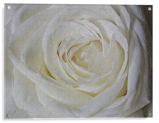 White  Rose Acrylic by Jules Camfield