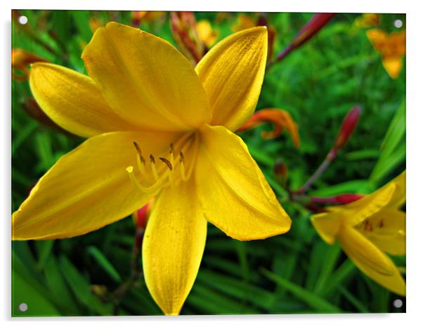 Yellow Lily Acrylic by Jules Camfield