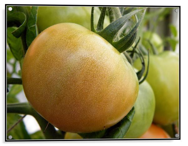 Ripening Tomato Acrylic by Daniel Gray