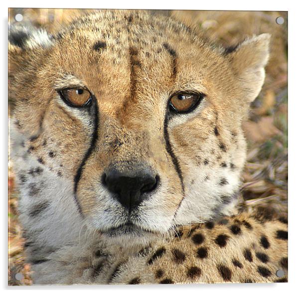The Cheetah Acrylic by Lee Morley