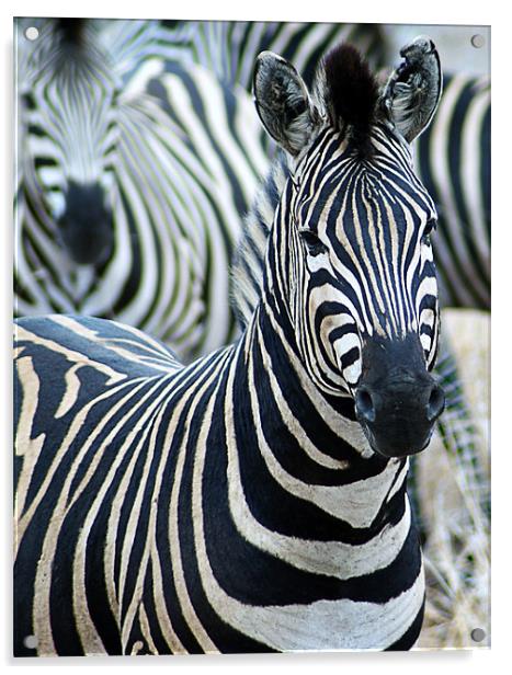 Zebra Acrylic by Lee Morley