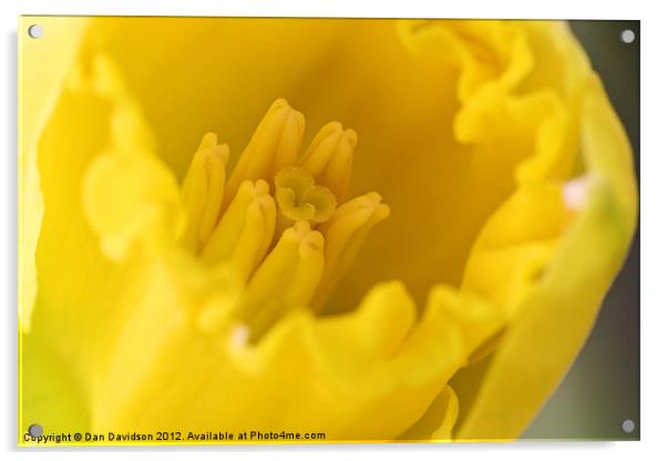 Daffodil Extreme Close Up Macro Acrylic by Dan Davidson
