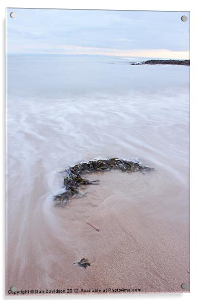 Seaweed at Bracelet Bay Acrylic by Dan Davidson