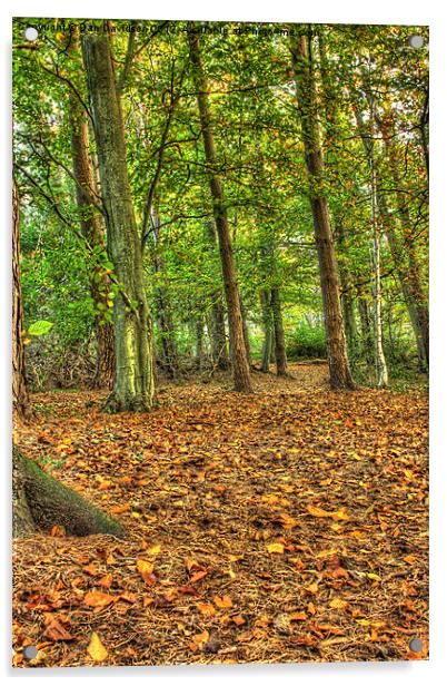 Penllergare Woods Acrylic by Dan Davidson