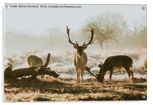 Oh deery me Acrylic by Dan Davidson