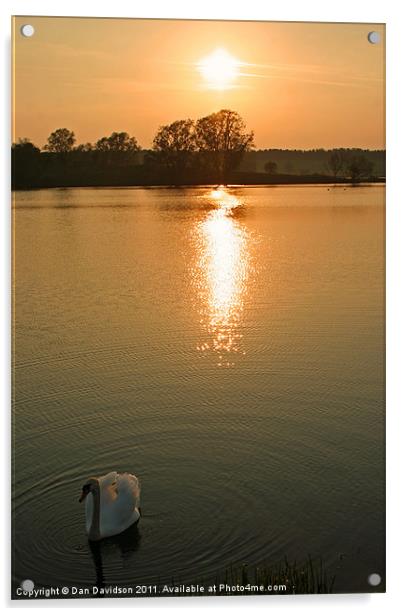 Swan Lake at Sunset Acrylic by Dan Davidson