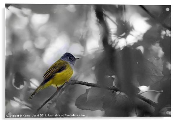 Grey headed canary Flycatcher Acrylic by Kamal Joshi