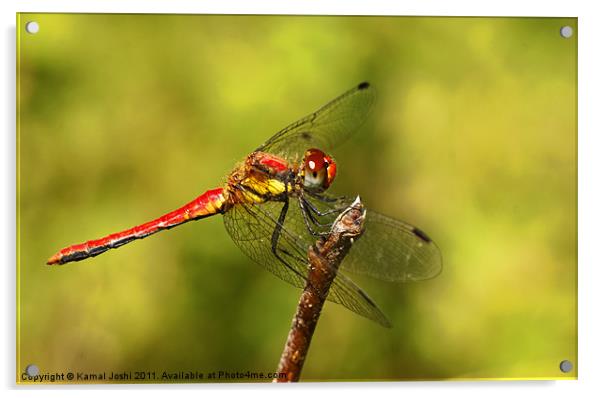 Dragonfly Acrylic by Kamal Joshi