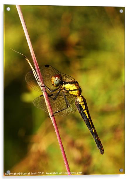 Dragonfly Acrylic by Kamal Joshi