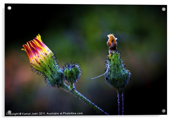 wild and beautiful Acrylic by Kamal Joshi