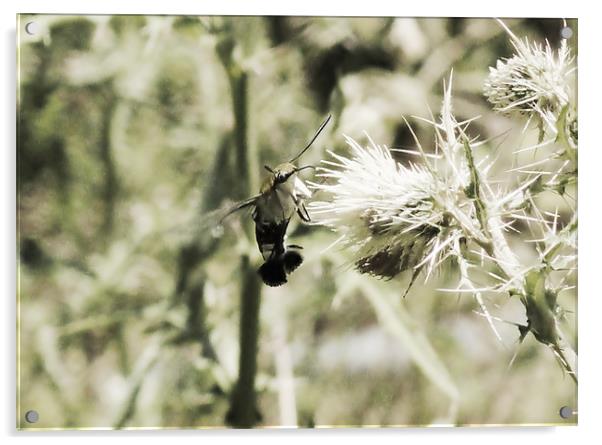 Hummingbird Moth Acrylic by Kamal Joshi