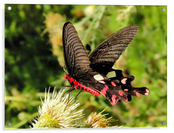butterfly Acrylic by Kamal Joshi