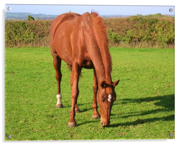 Bay Horse Grazing. Acrylic by Heather Goodwin