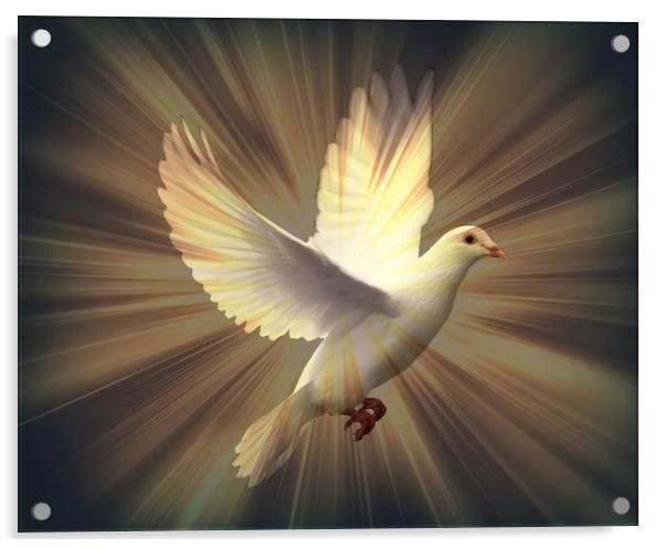 Dove of Peace. Acrylic by Heather Goodwin