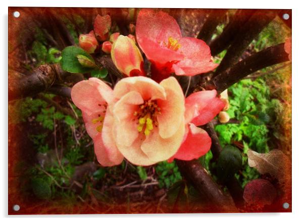 Summer Blossom. Acrylic by Heather Goodwin