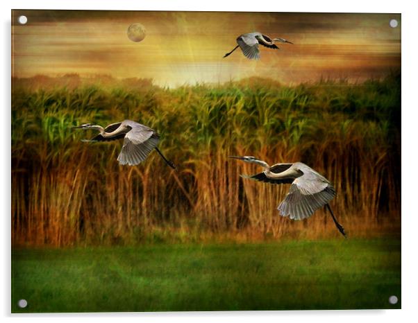 Dance of the Herons. Acrylic by Heather Goodwin